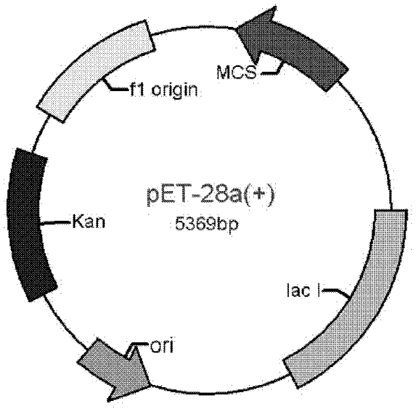 Application of EDTA (ethylene diamine tetraacetic acid) in improving exocytosis volume and expression volume of escherichia coli recombinant protein