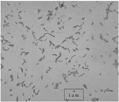 Lactobacillus reuteri and application thereof