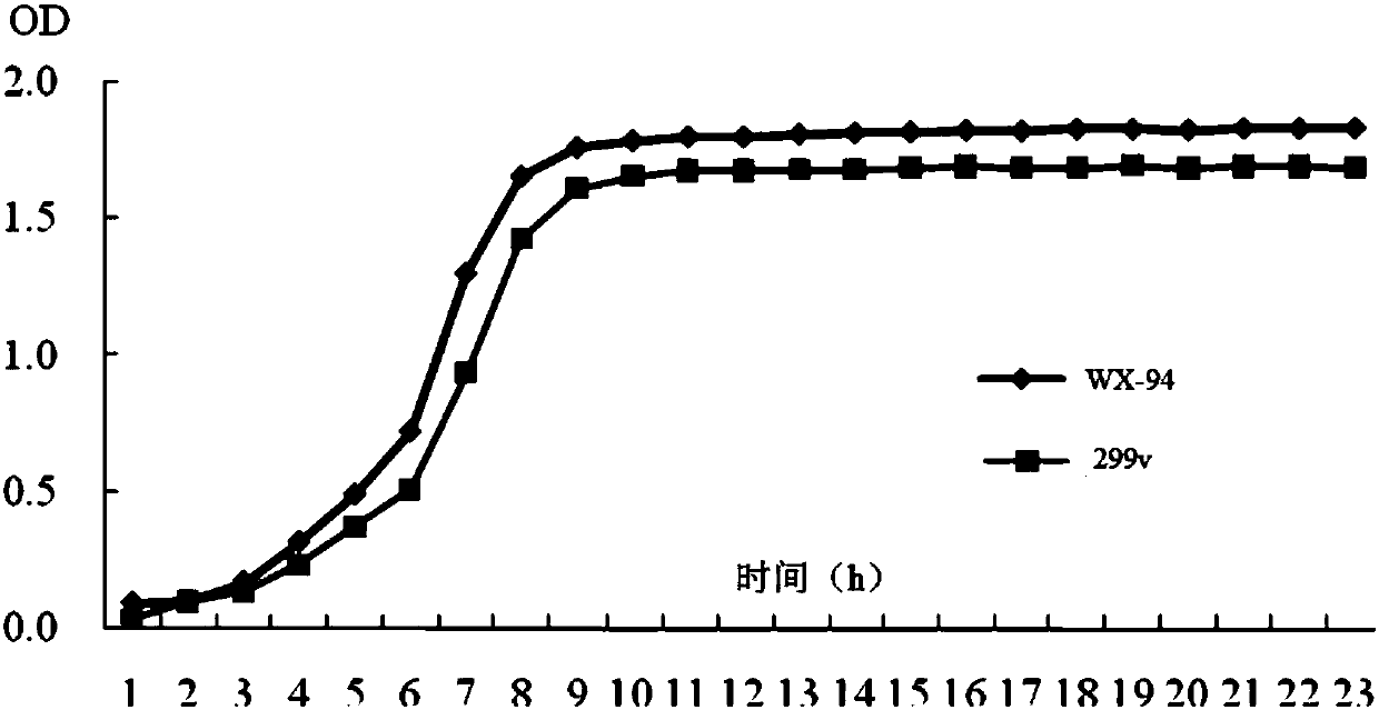 Lactobacillus reuteri and application thereof