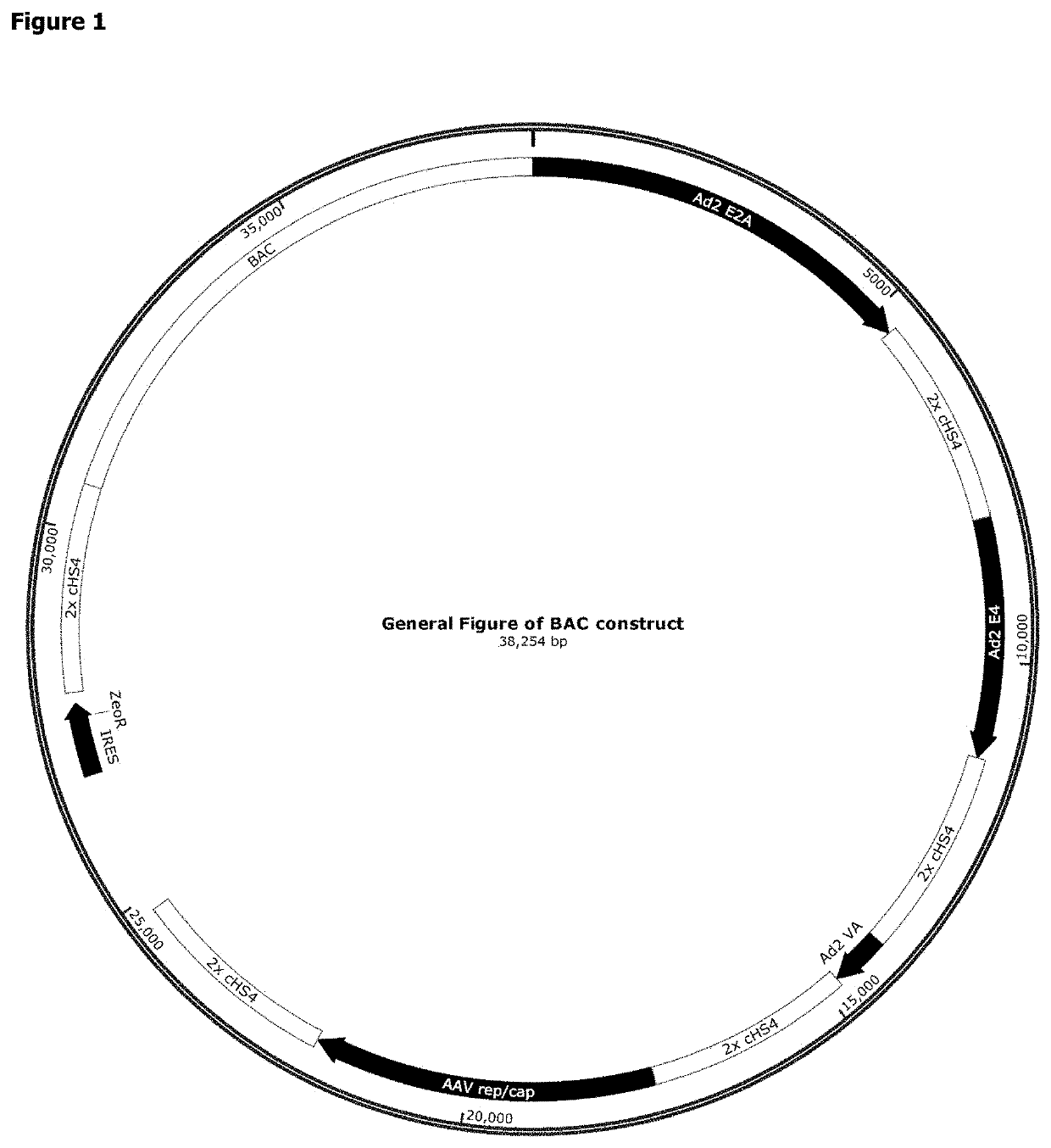 Methods for adeno-associated viral vector production