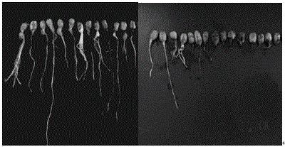 Growth regulator for improving peanut seed vitality and preparation method thereof