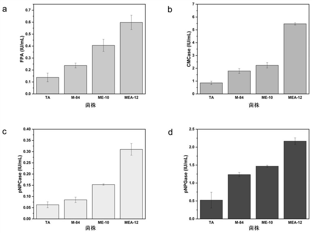 Method for screening high-yield cellulase filamentous fungi through self-adaptive mutagenesis