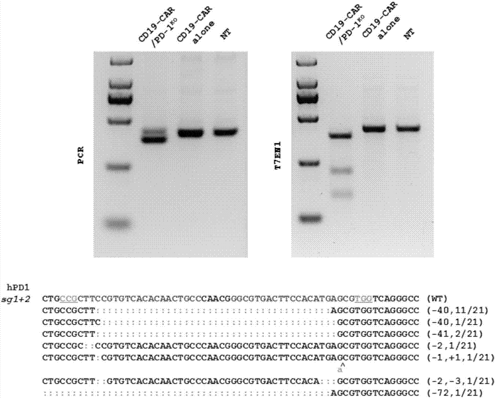 Preparation of PD-1 knocked-out CD19 CAR (Chimeric Antigen Receptor)-T cell