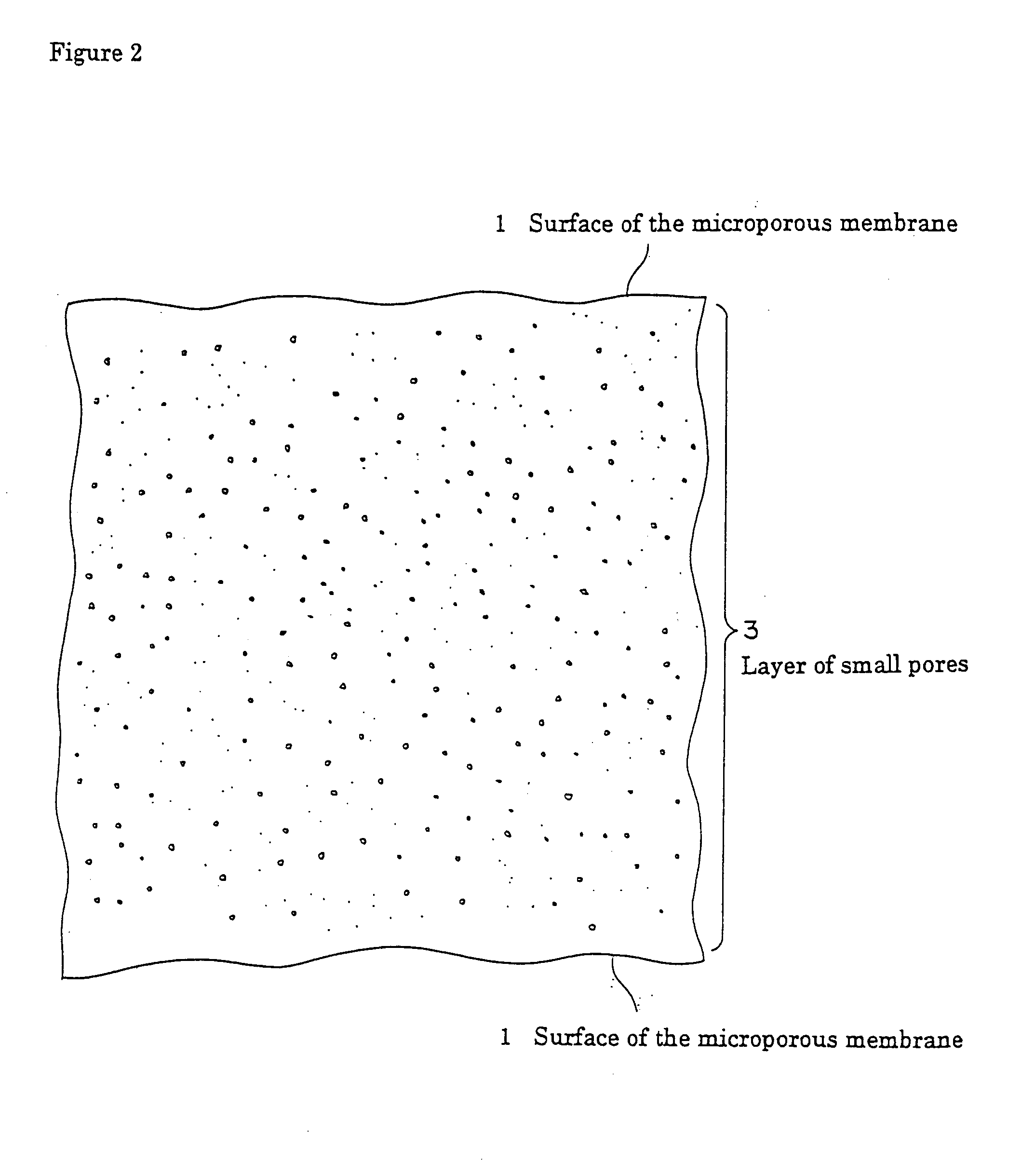 Microporous polyolefin membrane, and method of producing the same