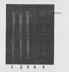 Method for identifying medlar and common cnidium fruit in Qirong tablets