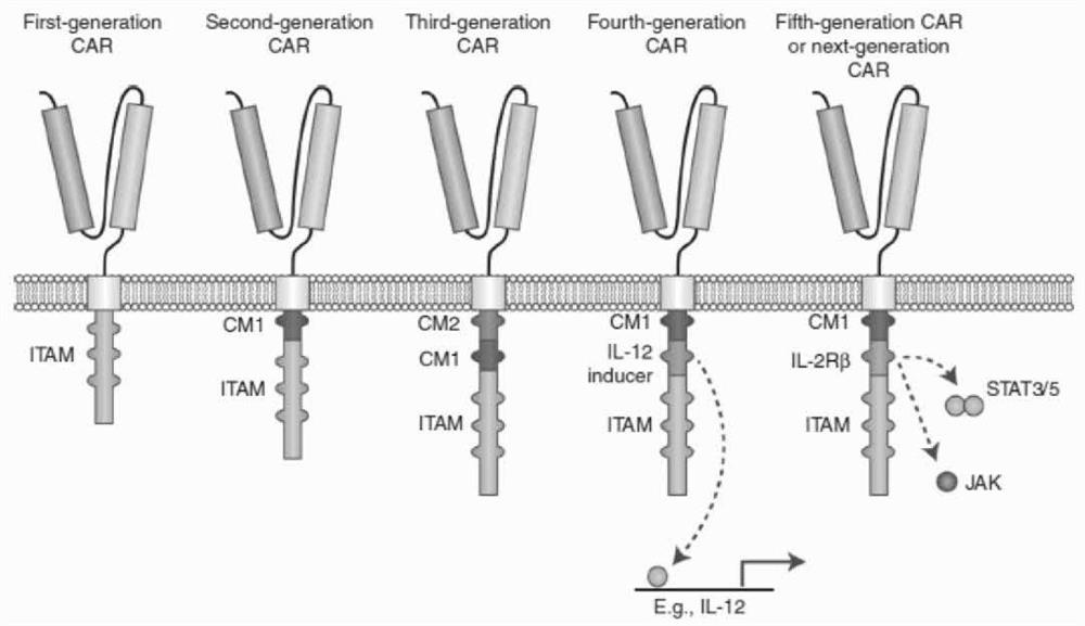 Engineered immune cell for combined expression of CCR2b as well as preparation and application of engineered immune cell