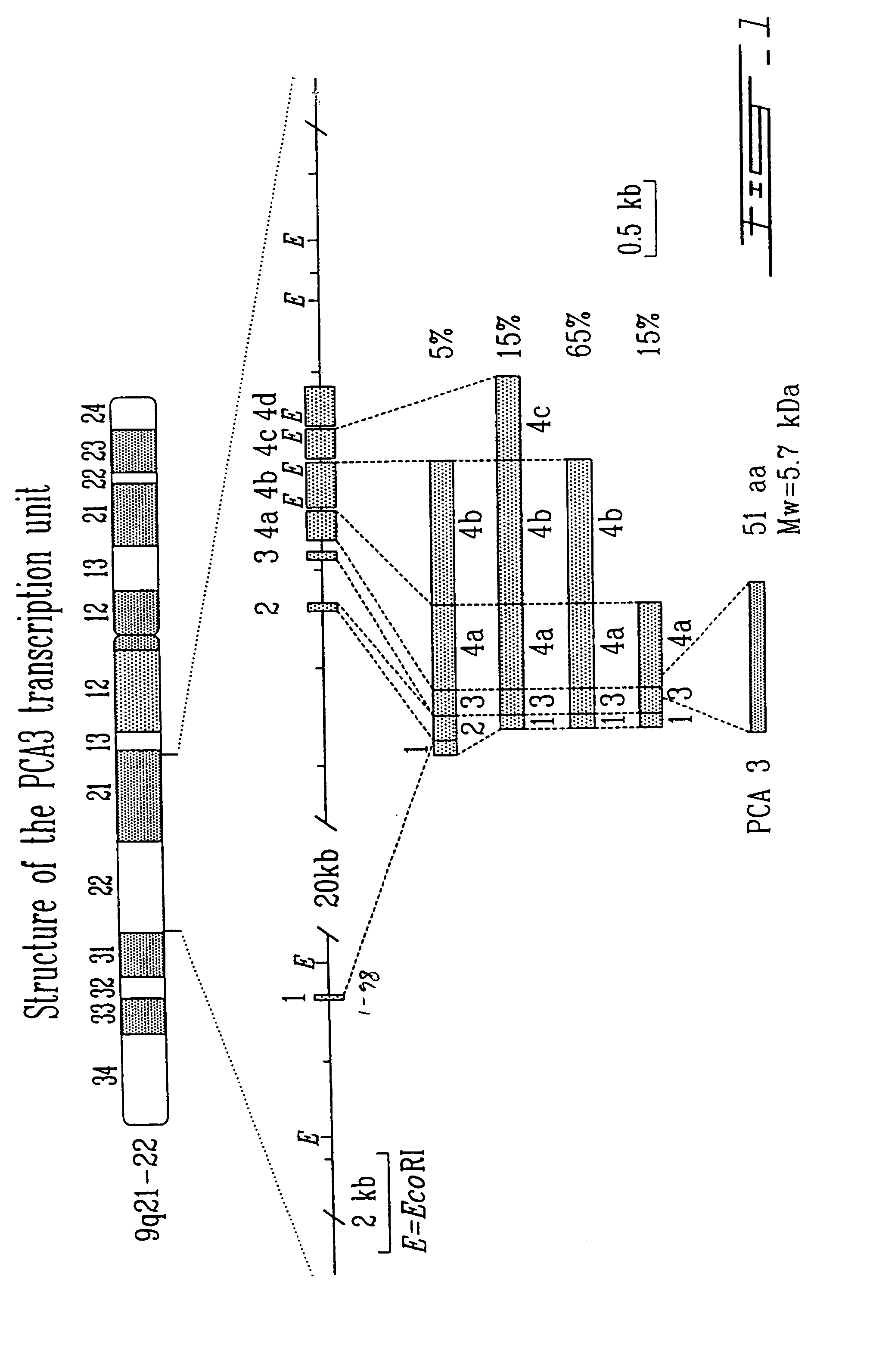 PCA3, PCA3 genes, and methods of use