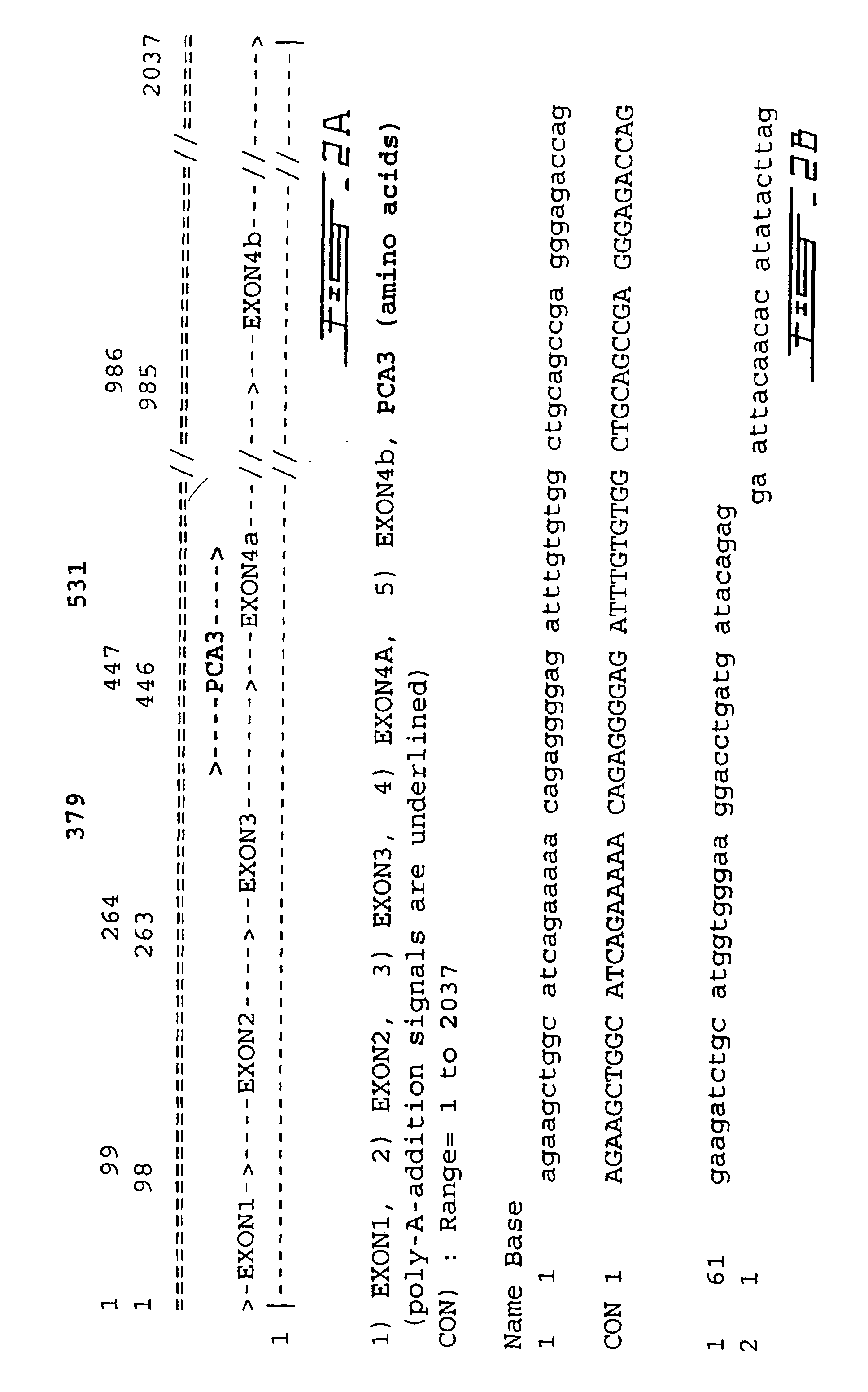 PCA3, PCA3 genes, and methods of use