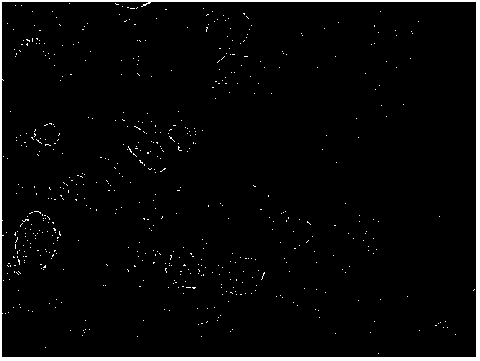 Fibrinogen compound and application thereof