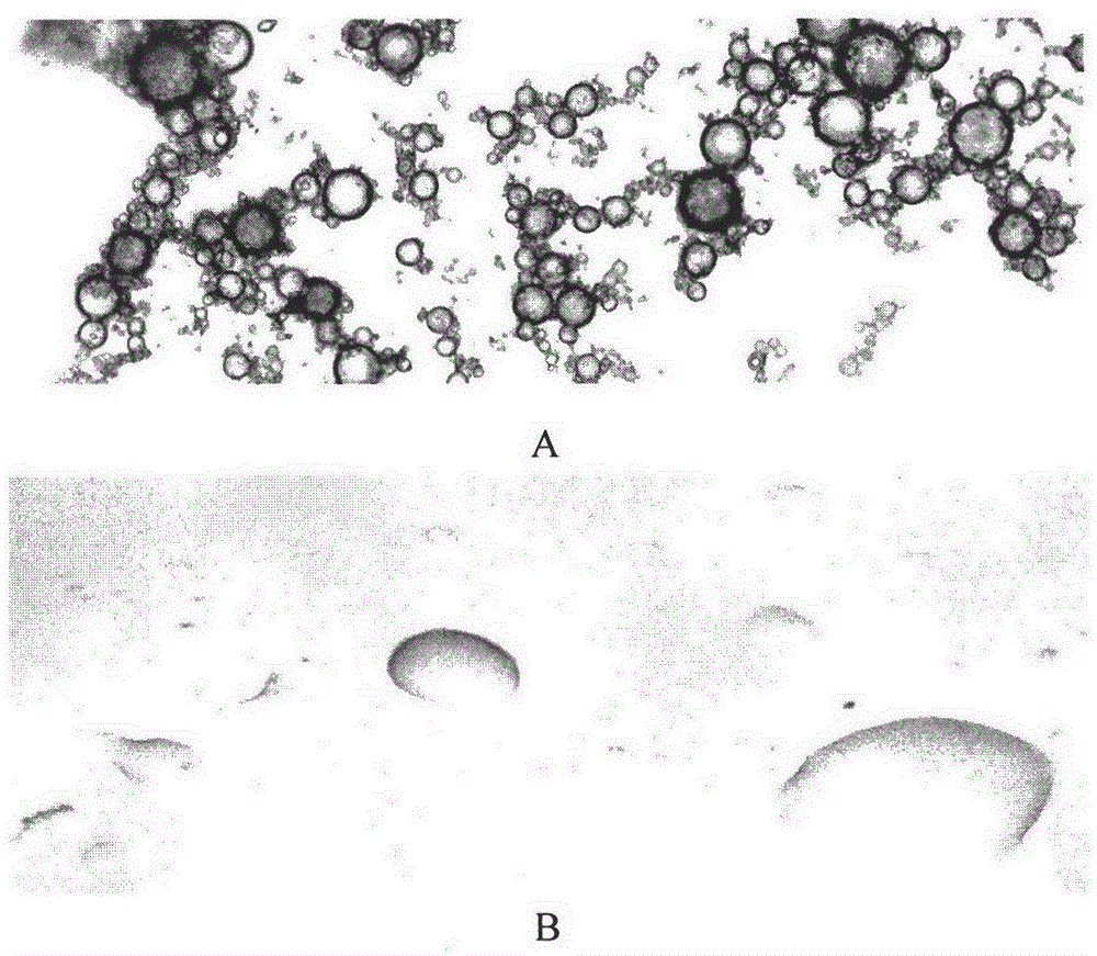 Oleophylic fertilizer for bioremediation of oil polluted environment and method for preparing oleophylic fertilizer