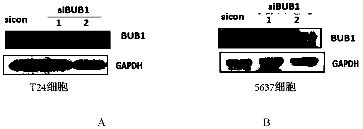 Kit for diagnosing bladder cancer