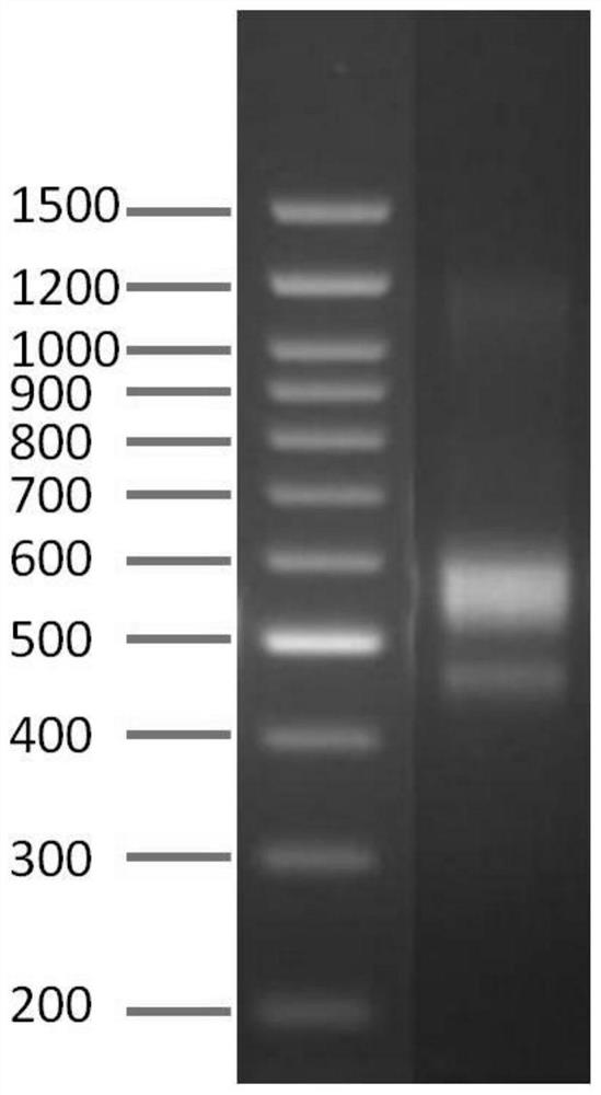 Primer group for amplifying cronobacter kronoi MLST (multiple-locus typing) tracing housekeeping genes, next-generation sequencing library building method and application