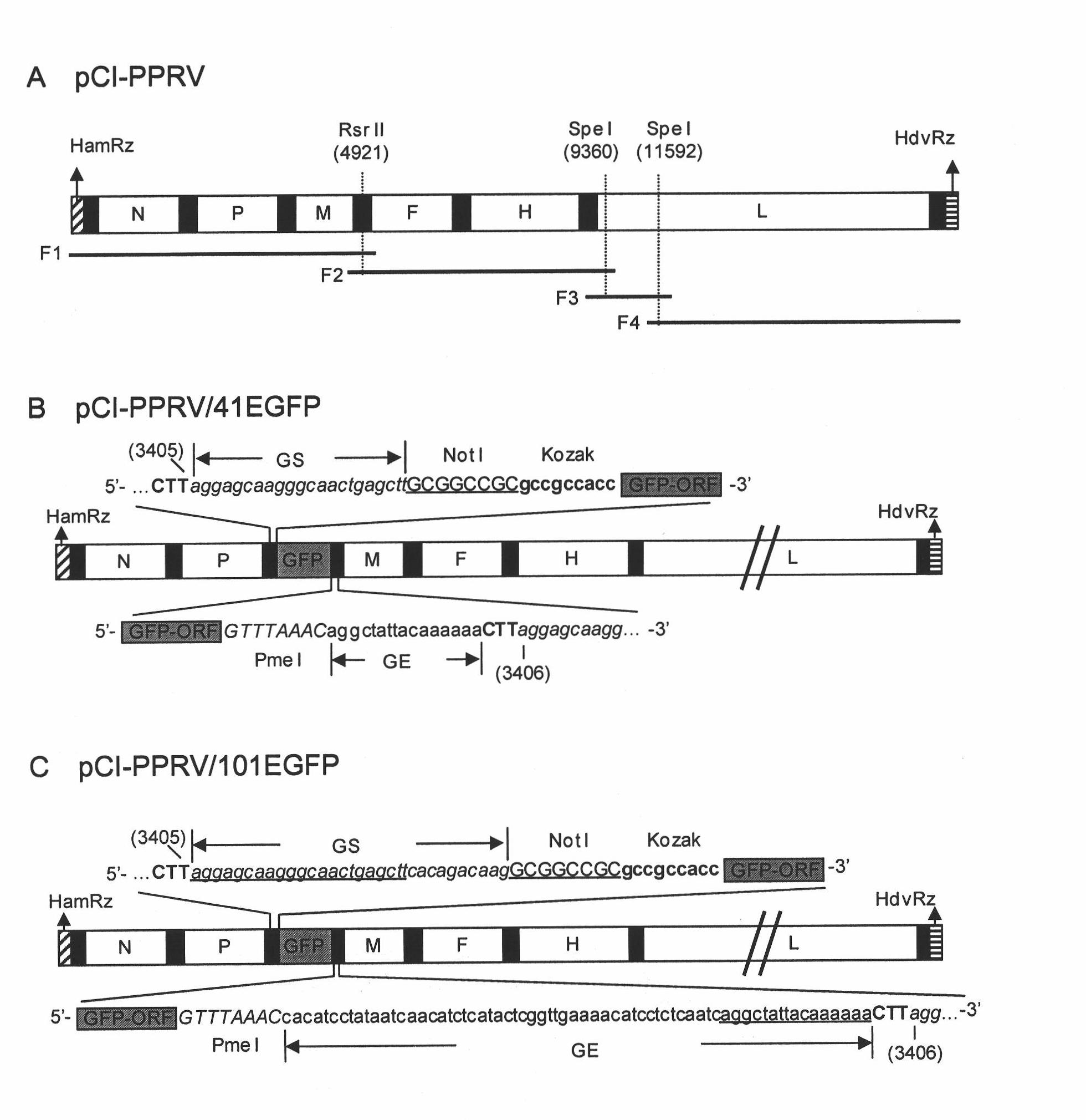 Peste des petits ruminants virus (PPRV) reverse genetic operating system and application thereof