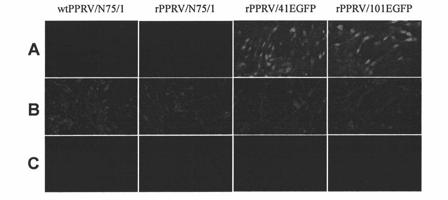 Peste des petits ruminants virus (PPRV) reverse genetic operating system and application thereof