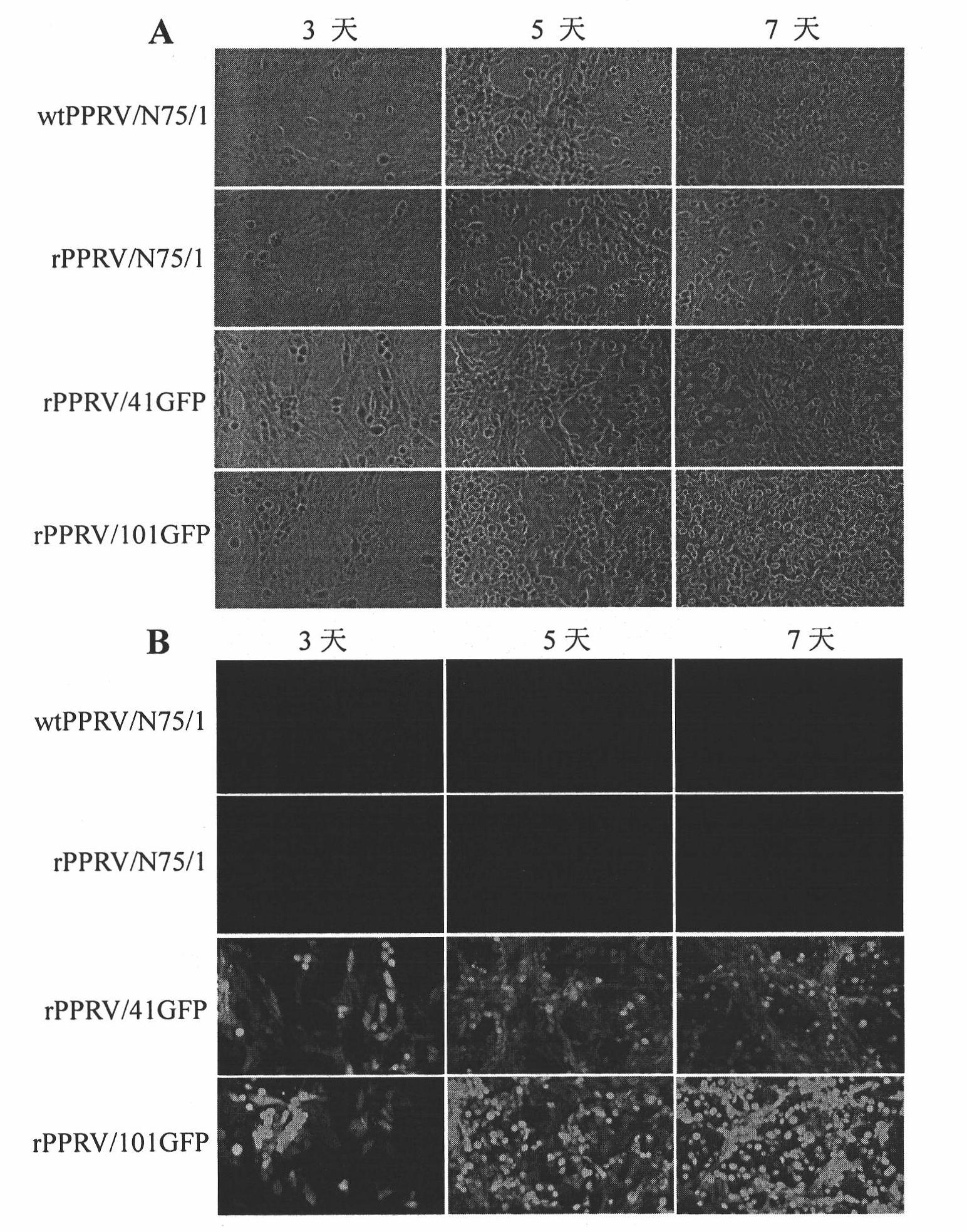 Peste des petits ruminants virus (PPRV) reverse genetic operating system and application thereof