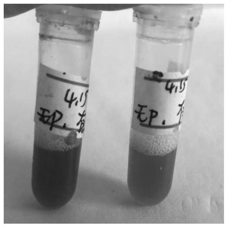 Improved CTAB method for extracting nucleic acid of paulownia fordii