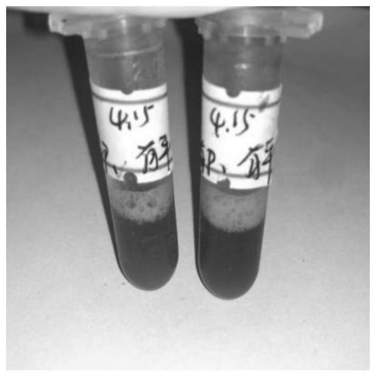 Improved CTAB method for extracting nucleic acid of paulownia fordii