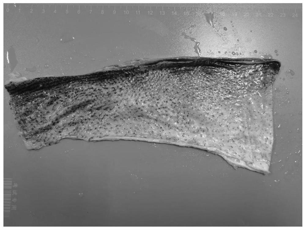 Extraction method and application of fish skin collagen