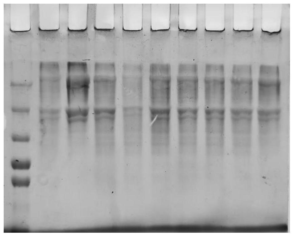 Extraction method and application of fish skin collagen