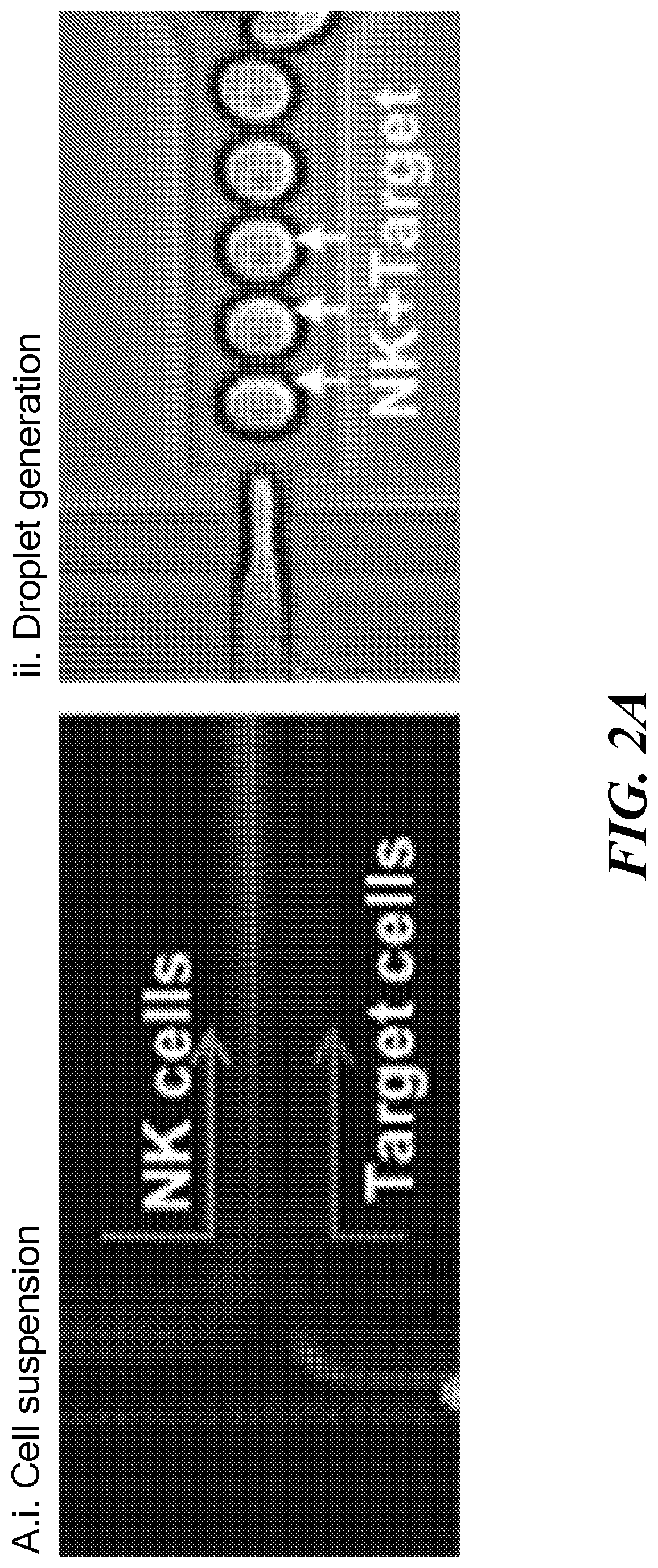 Single cell fluorescence in situ hybridization in microfluidic droplets