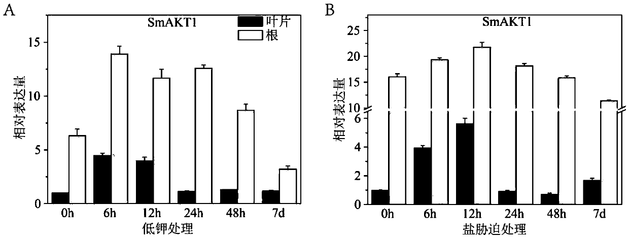 Eggplant potassium ion channel protein SmAKT1 as well as encoding gene and application thereof