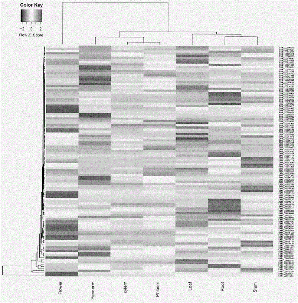 Clone identification and application of 2-oxoglutarate-dependent dioxygenase (2OGD-5) gene participating in tanshinone synthesis