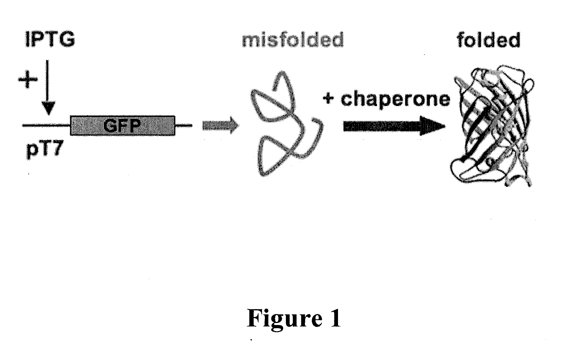 Folding of recombinant proteins via co-expression of archaeal chaperones