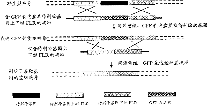 Recombined II-type herpes simplex virus, preparation method and application and tumour diagnostic reagent kit