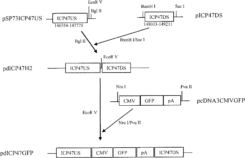 Recombined II-type herpes simplex virus, preparation method and application and tumour diagnostic reagent kit