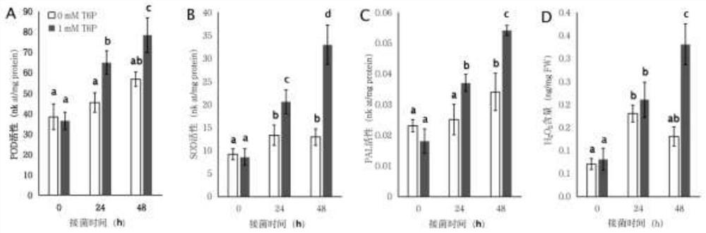 Application of 6-phosphoric acid-trehalose and cultivation method for improving yield and disease resistance of common kidney beans