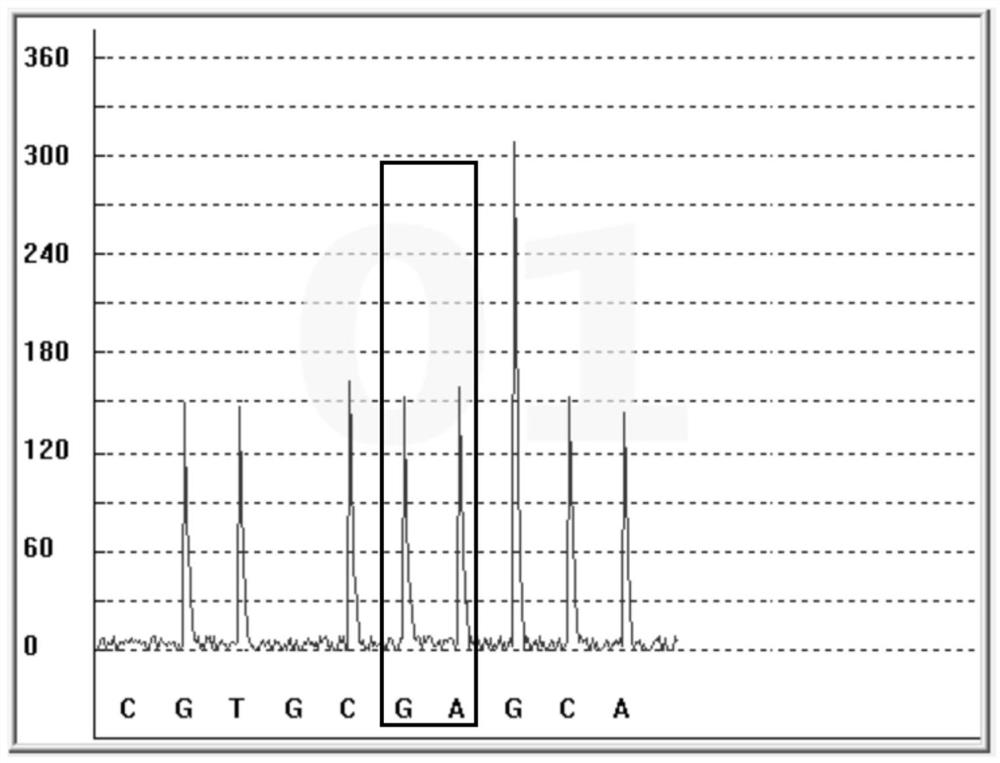 Gene polymorphism detection kit for second-generation antipsychotic drug metabolism marker as well as detection method and applicationof gene polymorphism detection kit