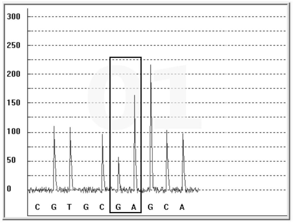 Gene polymorphism detection kit for second-generation antipsychotic drug metabolism marker as well as detection method and applicationof gene polymorphism detection kit