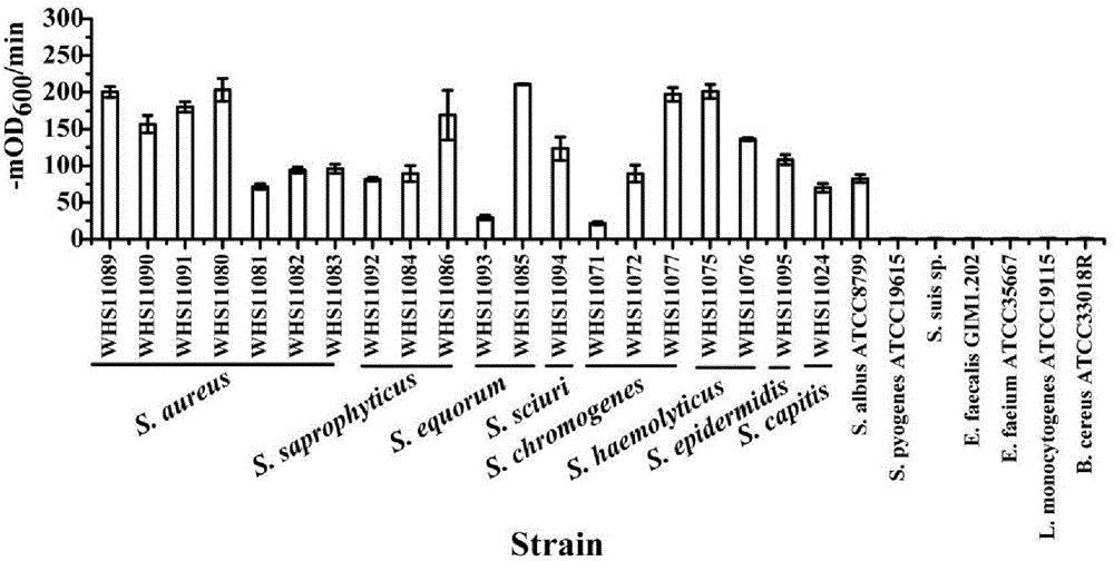 Staphylococcus lyase and application thereof