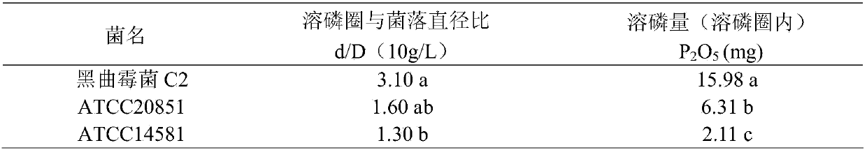 Aspergillus niger C2 and microbial inoculum thereof