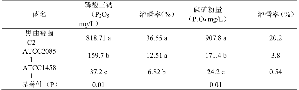 Aspergillus niger C2 and microbial inoculum thereof