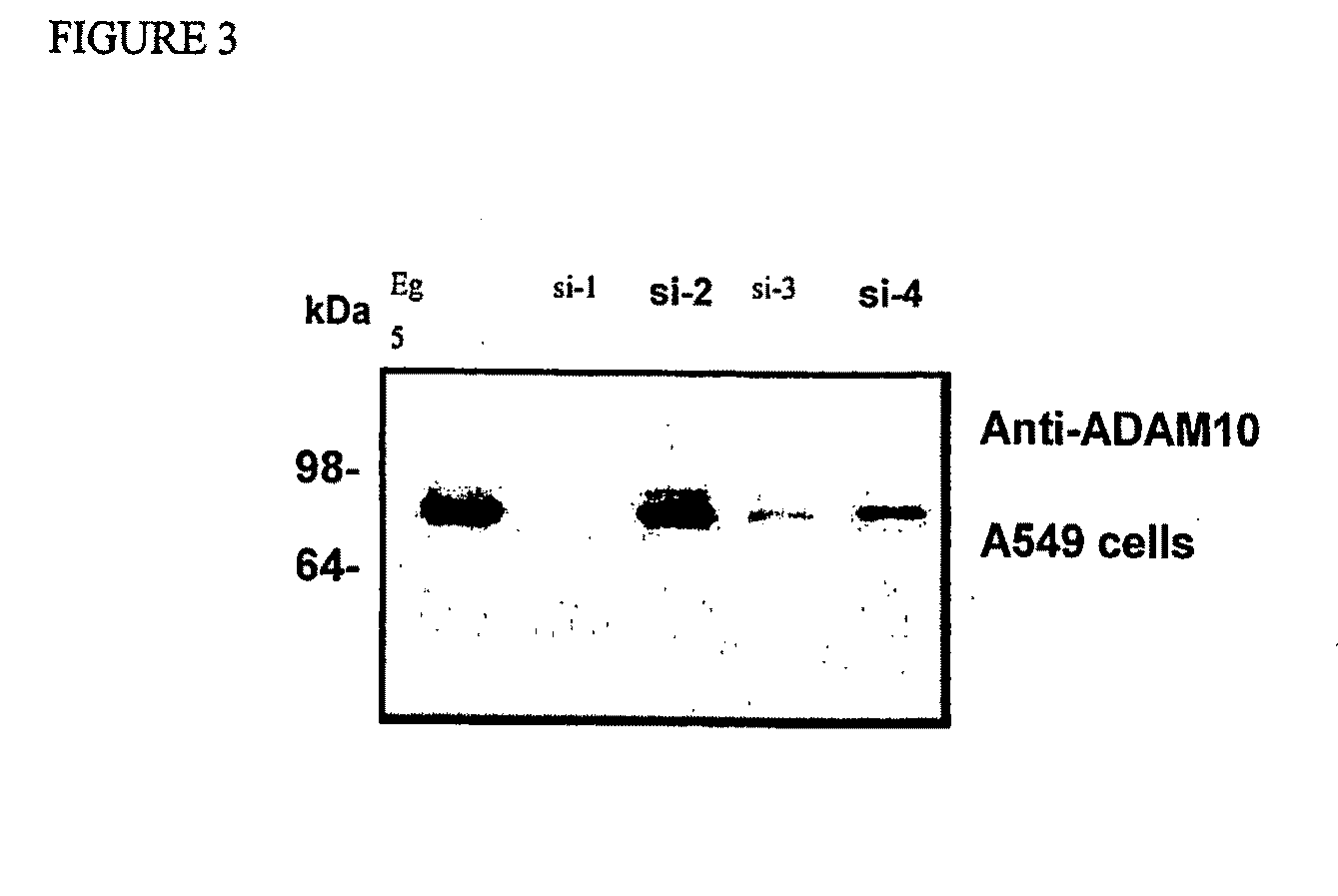 ADAM10 in Cancer Diagnosis, Detection and Treatment