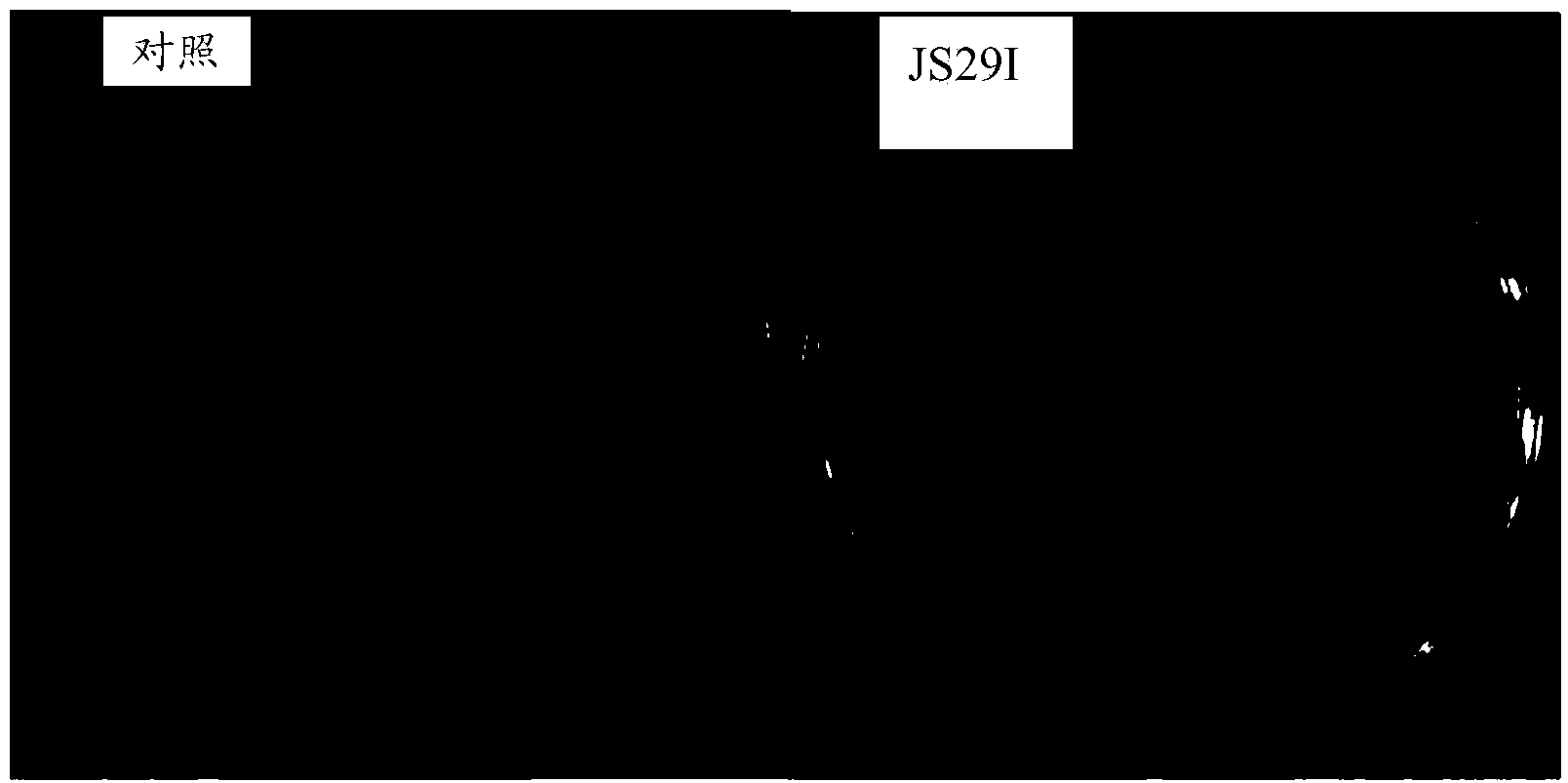 Siam bacillus and application thereof to prevention and control of fusarium graminearum