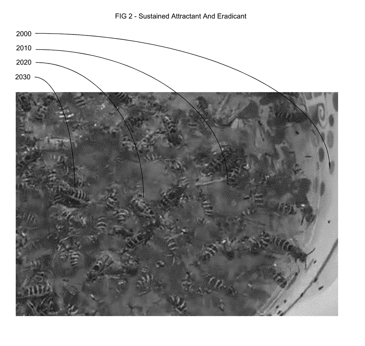 Insect Attractant And Eradicant