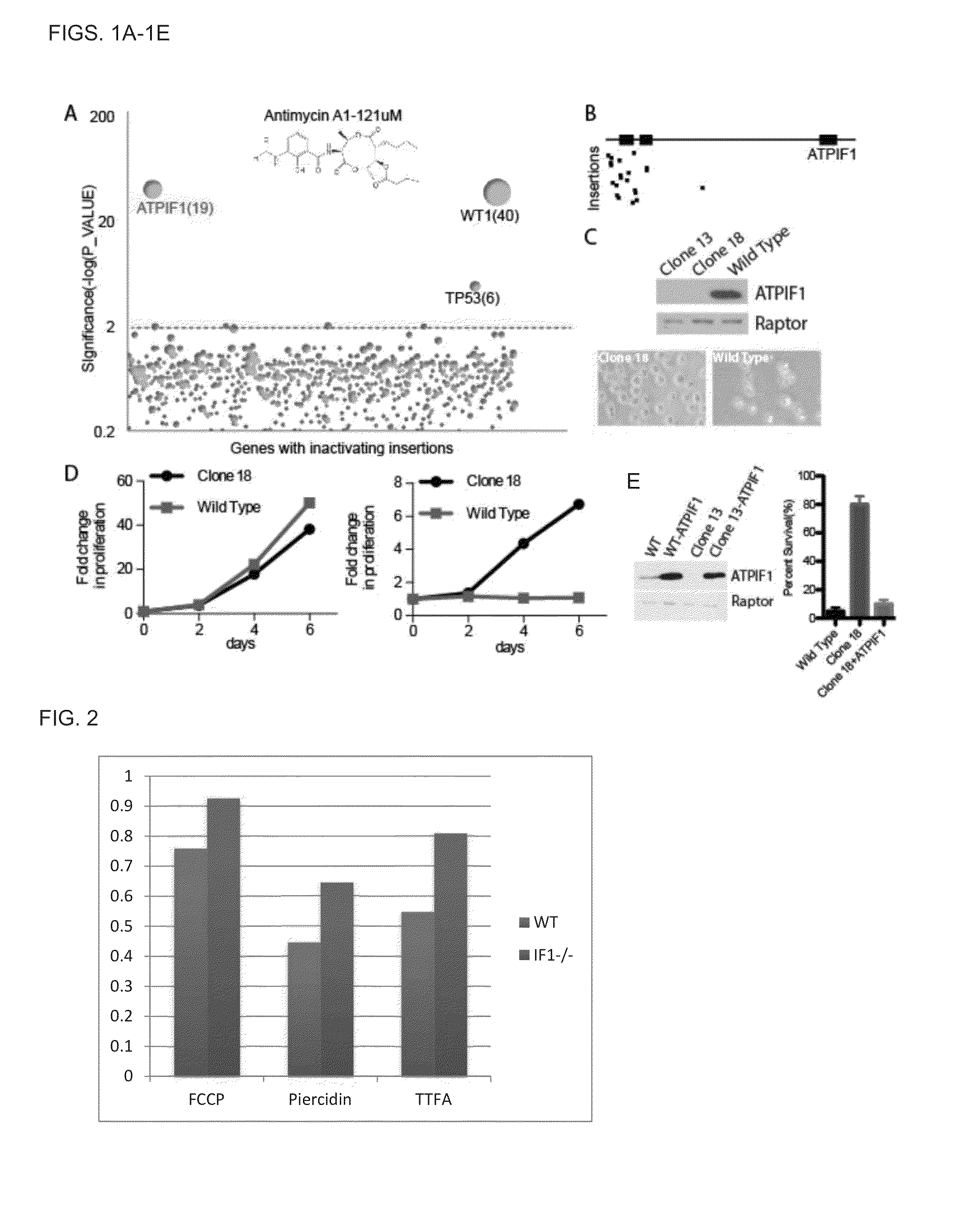 Therapeutic targets for mitochondrial disorders