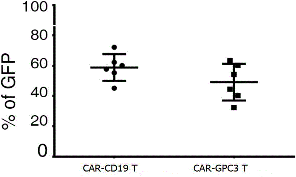 Model and method for detecting inhibiting effect of chimeric antigen receptor (CAR) T cells on hepatoma cells