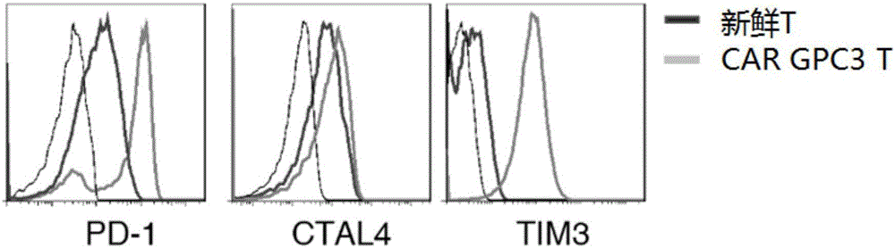 Model and method for detecting inhibiting effect of chimeric antigen receptor (CAR) T cells on hepatoma cells