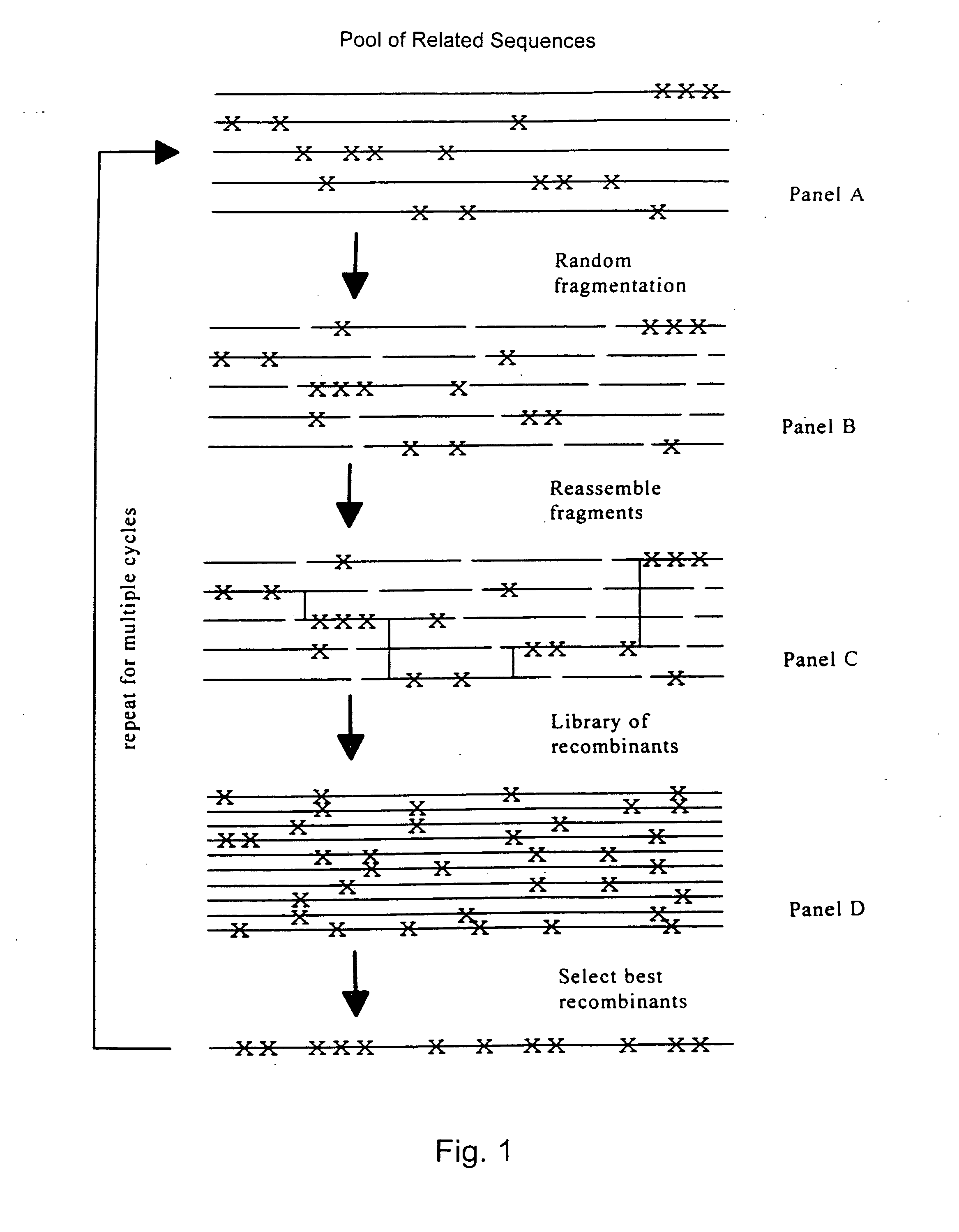 Evolution of whole cells and organisms by recursive sequence recombination