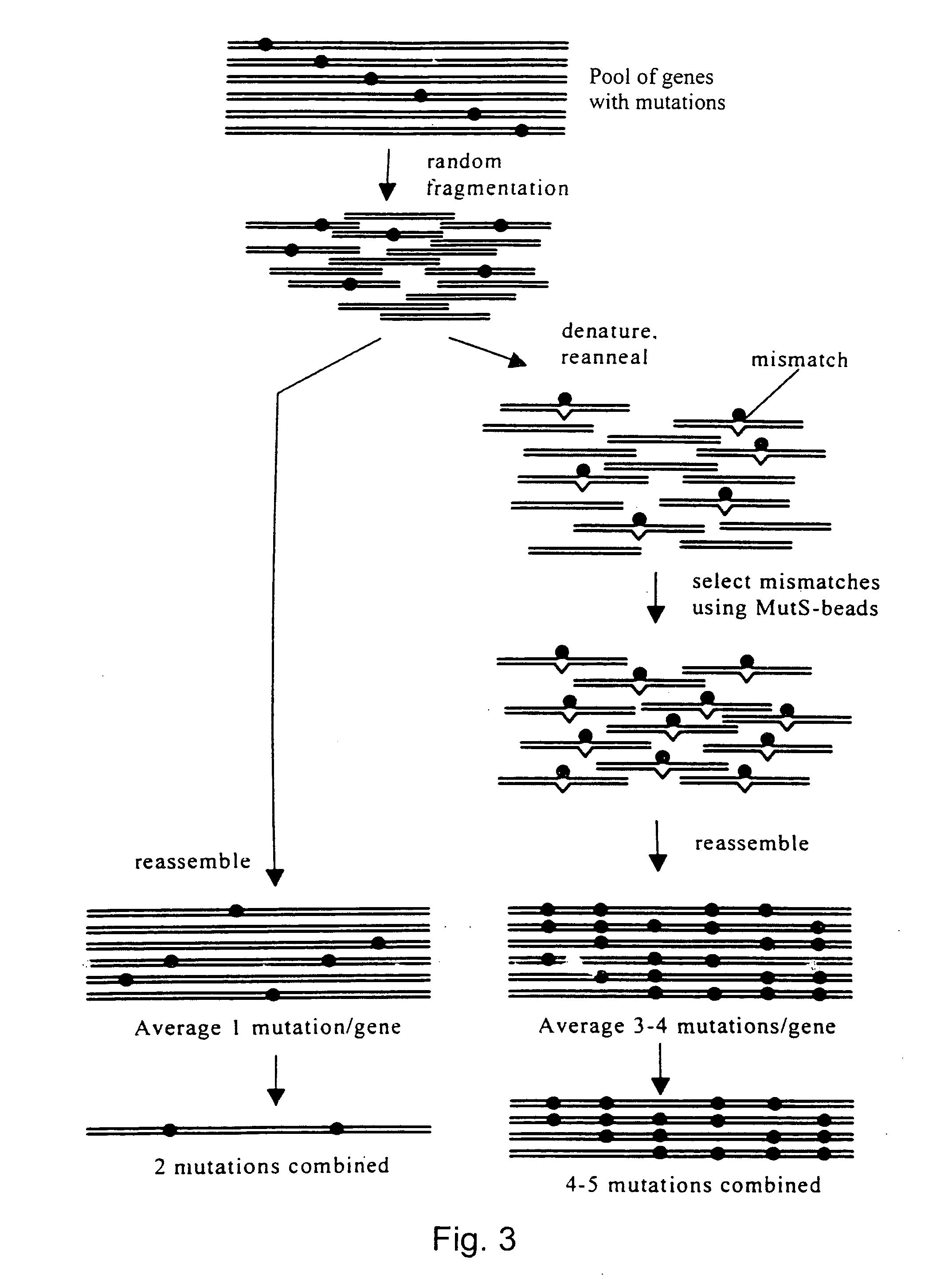 Evolution of whole cells and organisms by recursive sequence recombination