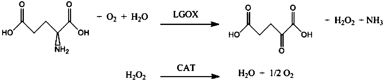 Recombinant vector for expressing L-glutamic oxidase and catalase, engineering bacteria, applications thereof and method for producing Alpha-ketoglutarate