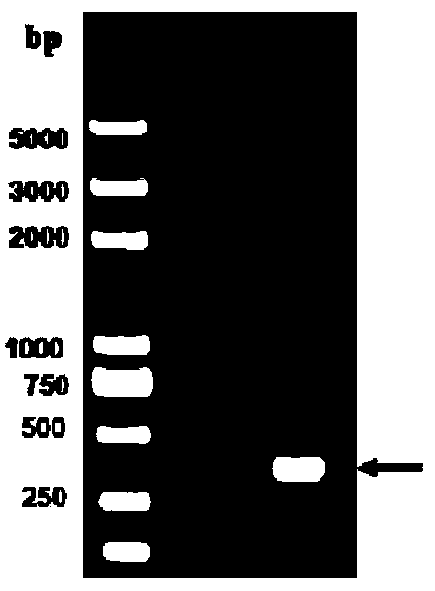 Group I serotype 4 avian adenovirus genetically engineered subunit vaccine, its preparation method and application