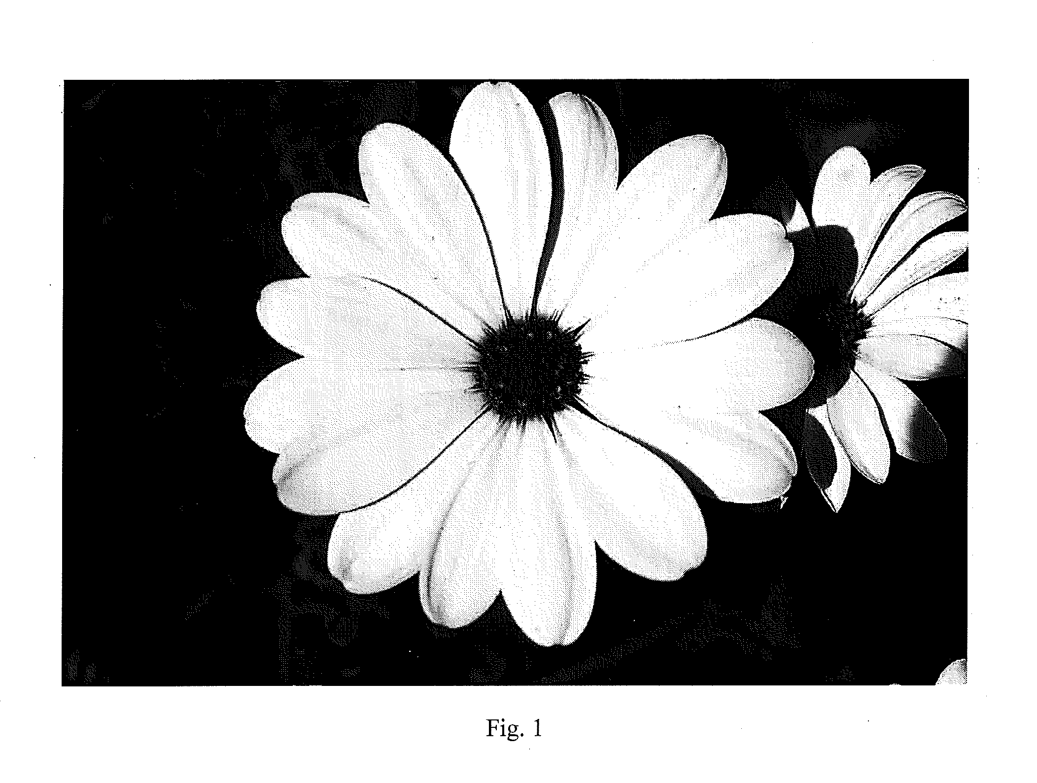 Osteospermum and dimorphoteca plants having an altered flower phenotype