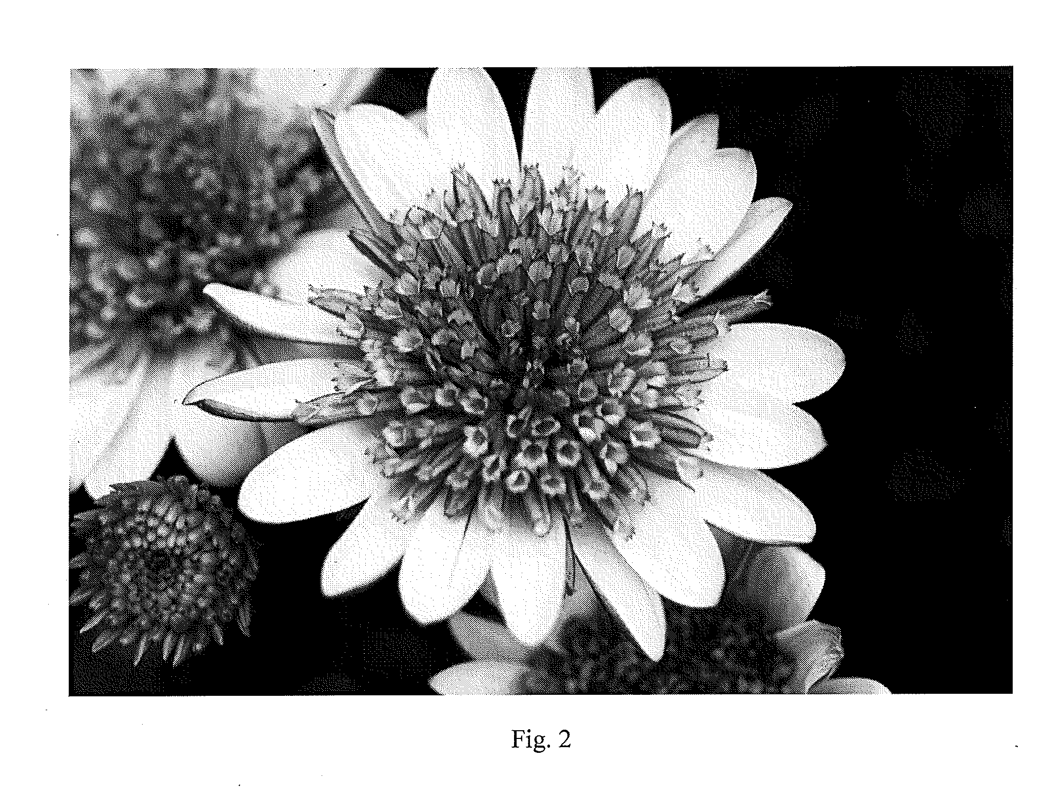 Osteospermum and dimorphoteca plants having an altered flower phenotype