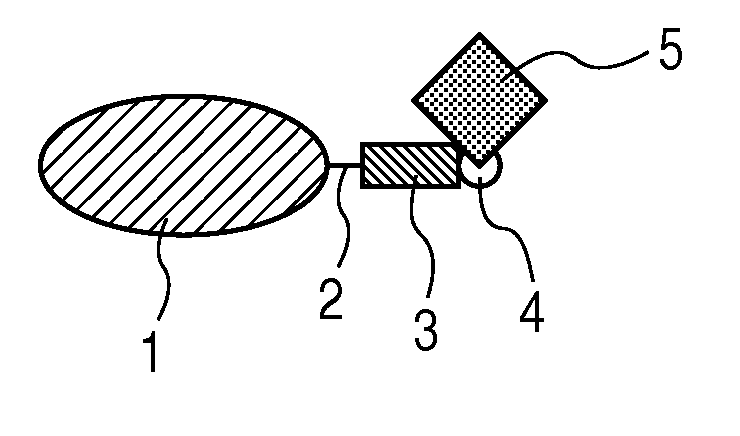 Labeled protein and method for obtaining the same