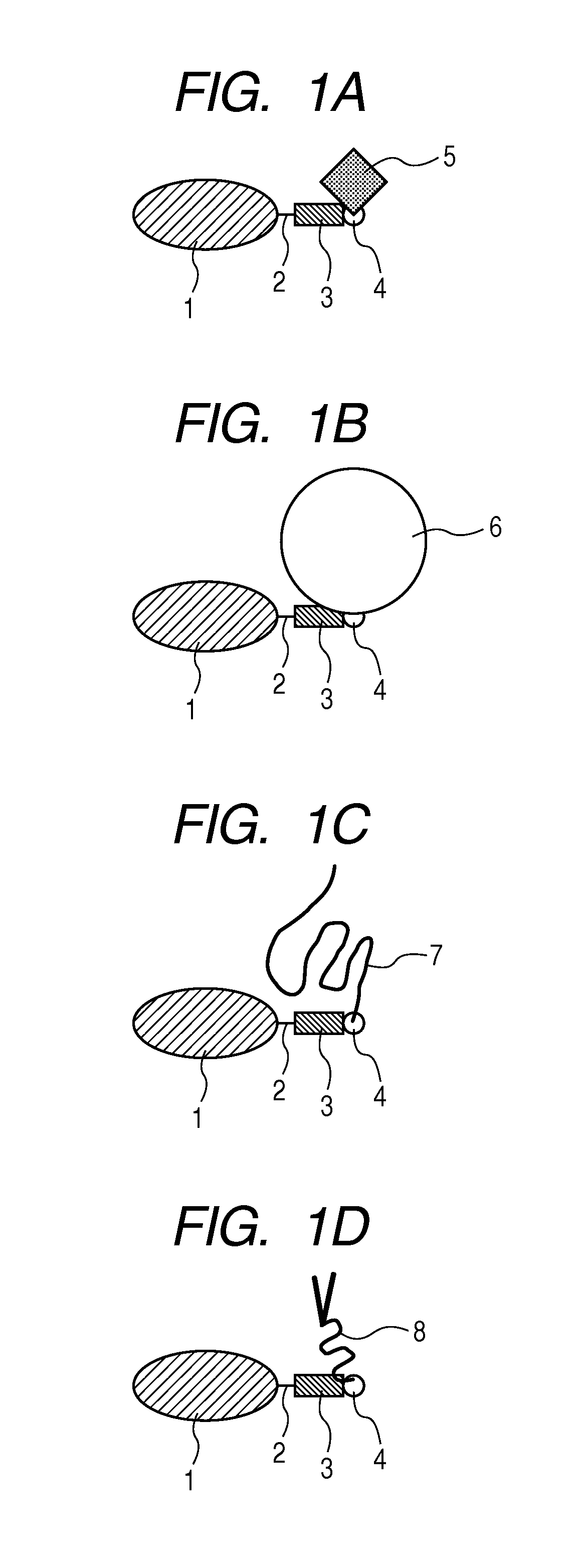 Labeled protein and method for obtaining the same