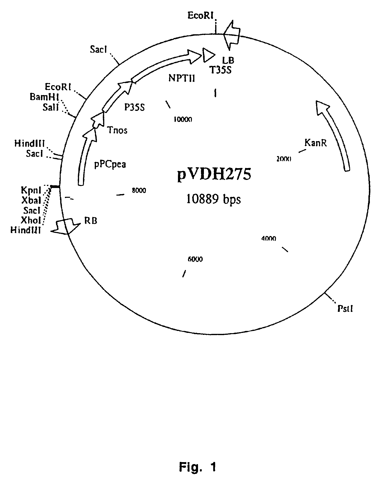 Regulating metabolism by modifying the level of trehalose-6-phosphate